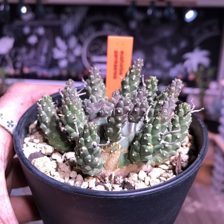euphorbia    gamkaensis