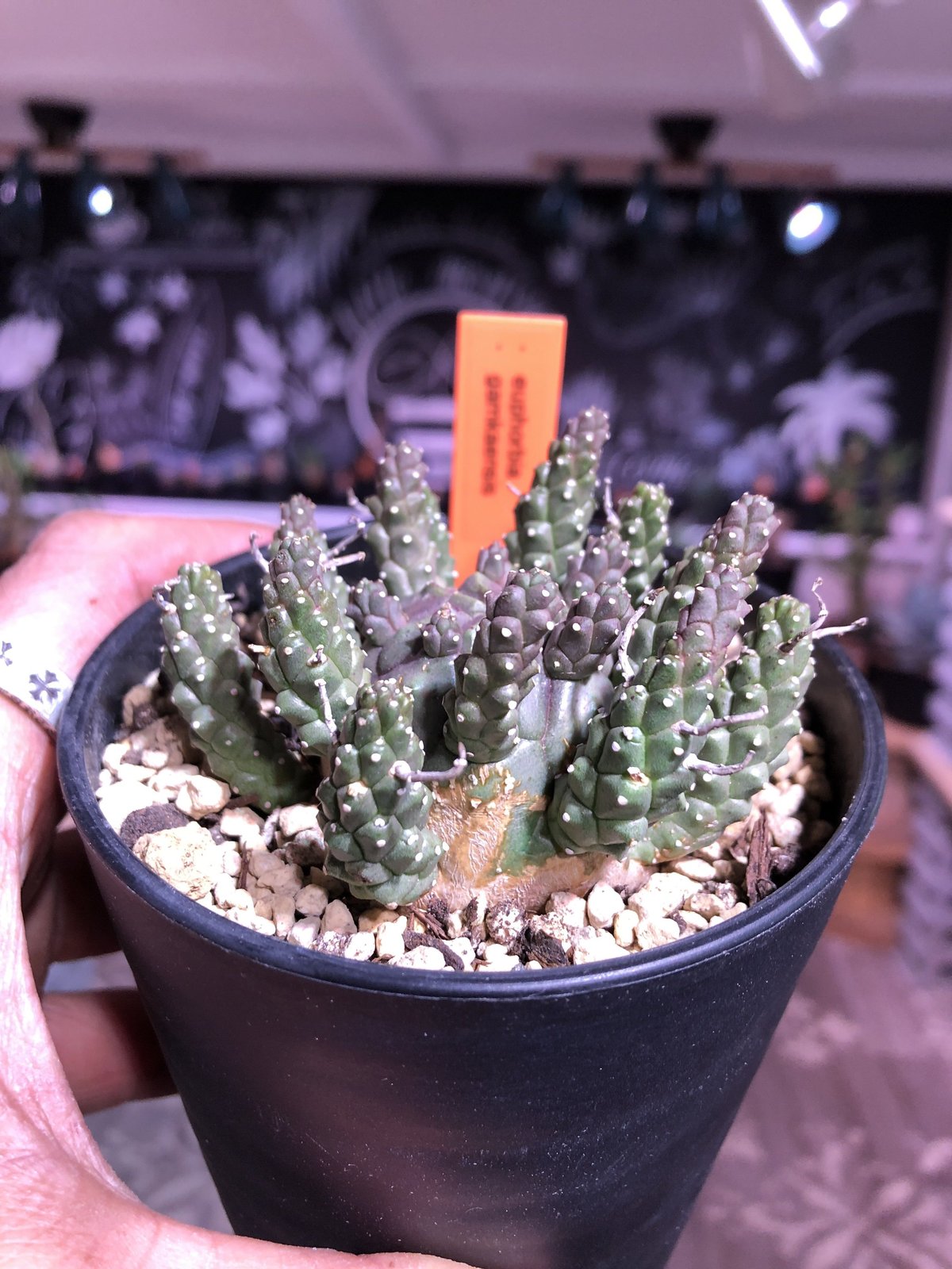 euphorbia gamkaensis | plants holic euphorbia gamkaensis | plants holic