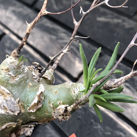 tylecodon  reticulatus《M size》※現地球発根済株※店主国内管理4年株※棘も多く残っており幹太めな味深き一株‼︎美しさ &impact絶大※mad black pot植え