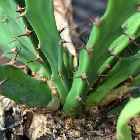 euphorbia clavigera 《M size》※現地球株発根済※ワイルドすぎる勲章（傷跡）を持ち樹形バランスも抜群な良き出立ちな一株※black pot植え