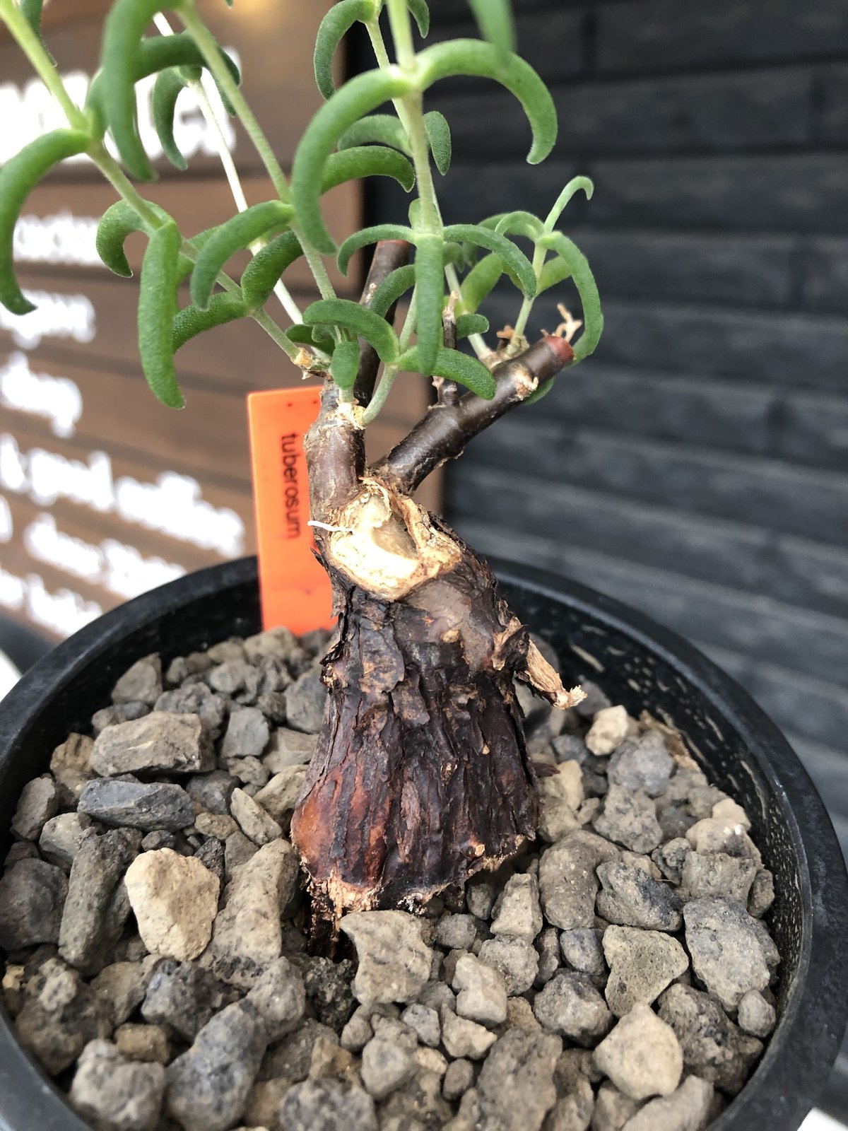 mestoklema tuberosum《S S size》※現地球発根済株※希少‼︎流通な