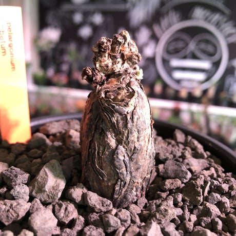 pelargonium lobatum《M size》※現地球発根済株※店主国内管理3年株※balance良き樹形‼︎冬型らしいかわいい葉と綺麗な花が魅力※mad black bowl pot植え