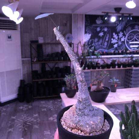 adenia    stylosa《M  size》 発根済み株  恐竜の卵の様な表皮が堪らない