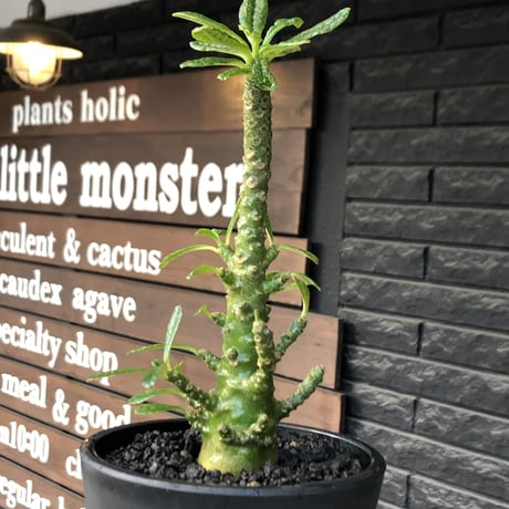 希少‼︎dorstenia gigas《小さめL  size》littmon  seed🌱9年株※極太ぼってり株元に良枝振りなリトモン渾身の一株※mad black pot植え