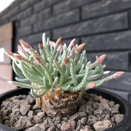 avonia  alstonii《XL size》※現地球発根後店主国内管理13年株※年代物且つ驚愕big株‼︎二度と手に入らないサイズ感‼︎ver.white花※ mad black pot植え