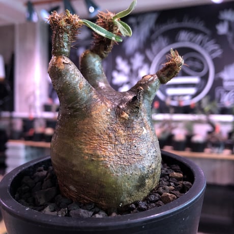 pachypodium  gracilius《大きめS size》※現地球発根済株※店主国内管理2年株※短枝weight低くbalance美株‼︎捻くれ枝も堪らない※mad black pot植え