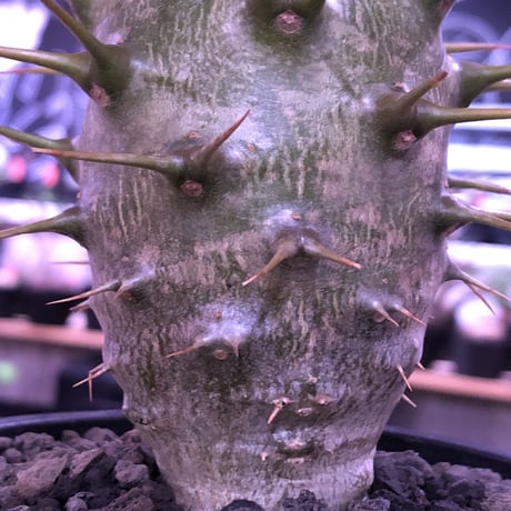 pachypodium  ambongense  littmon seed🌱《L size》驚愕激希少種※リトモン史上最高樹形アンボン‼︎極太激オススメ株※mad black pot植え