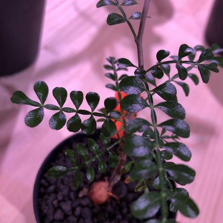 opercullicarya   packypus  littmon  seed🌱 《２年半株》balance良く装い良き一株‼︎　※（限定３株）