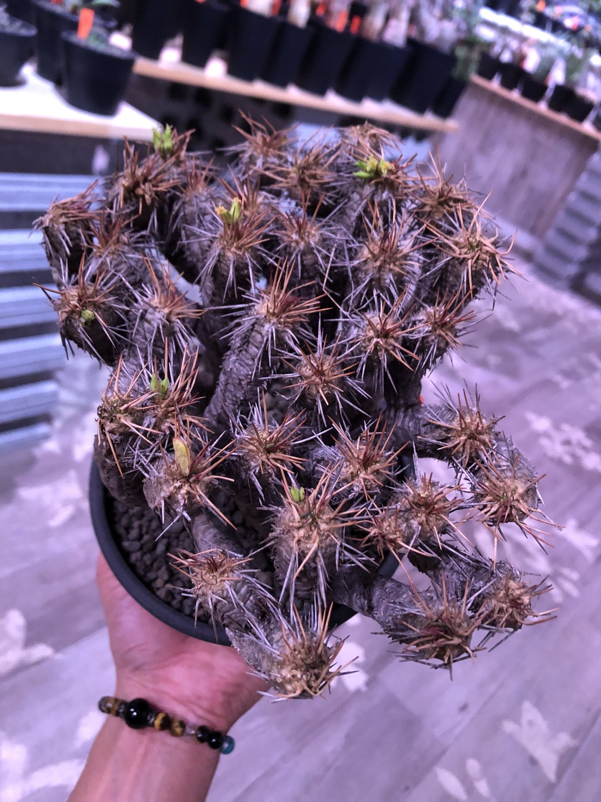 euphorbia guillauminiana《L size》※現地球発根済株※幹は