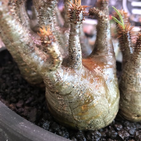 premium pachypodium gracilius 7he'd株※現地球発根済株※店主国内管理3年株※群生株と称しても過言でない程エグく‼︎渾身の一株※mad black bowl pot植え
