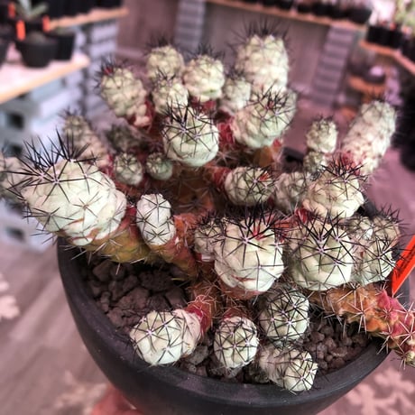 ortegocactus   macdougallii《L L size》※現地球自根株※店主国内管理6年株※薄水色肌ヤバイ群生極美株‼︎激希少size‼︎※mad black bowl pot植え