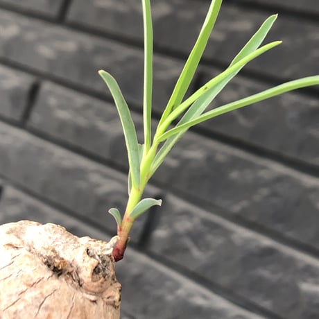 euphorbia trichadenia《LL size》※現地球株発根済※驚愕‼︎極めて荒々しくwildならしからぬ出立ちが堪らない両A面な大株※mad black bowl pot植え