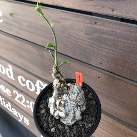 cephalopentandra ecirrhosa《 L size》ゴツゴツ極太株※現地球発根済株※店主国内管理7年株※幹のボコボコ感が強きパキプスかの如く厳つい一株※mad black pot植え