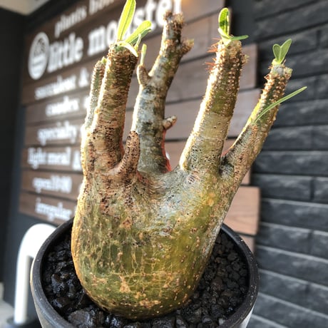 pachypodium gracilius《M size》一部希少green肌&良枝振り株※現地球発根後店主国内管理4年株※ぼってり樹形&良枝振りの良樹形※mad black bowl pot植え