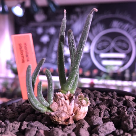 monilaria   pisiformis《SS  size》※現地球発根済株※モニラリア属　（最上位激希少種）※冬型caudex‼︎   ※mad black bowl pot植え