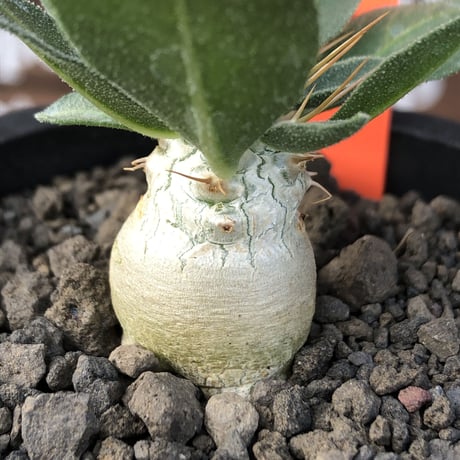 pachypodium  namaquanum 光堂《S size》littmon seed🌱※希少‼︎威勢よく葉も展開中‼︎しっかり育てたかわいい奴※mad black pot植え