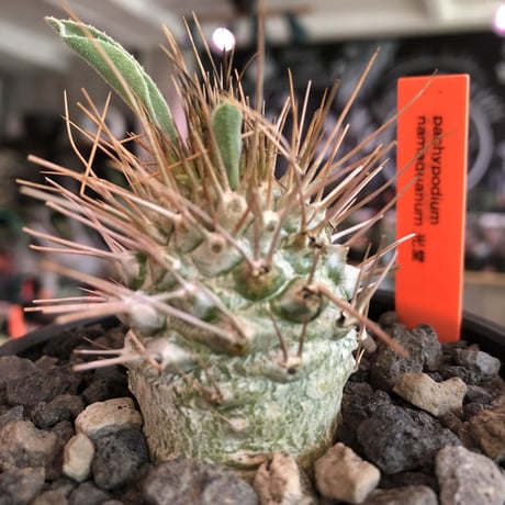 packypodium  namaquanum 光堂《M size》littmon seed🌱※希少‼︎手乗り良きサイズ感の光堂‼︎しっかり育て渾身の一株※mad  black bowl pot植え