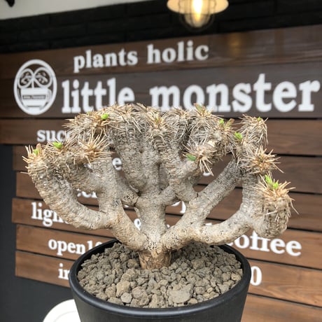 euphorbia  guillauminiana《大きめL size》※現地球発根済株※店主国内管理4年株※溶岩質土壌育ちの現地球株らしい表皮＆低重心wild良樹形※mad black pot植え
