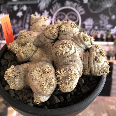 packypodium  brevicaule  恵比寿笑い《大きめM size》※現地球発根済株※個体差として荒い肌質のwild恵比寿‼︎良いsize感※mad black bowl pot植え