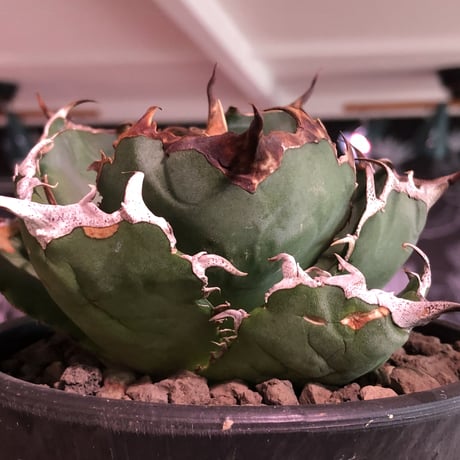 agave  titanota  白鯨《M size》※現地球発根済株※最高の鋸歯に幅広肉厚葉が堪らない一株‼︎※mad black pot植え
