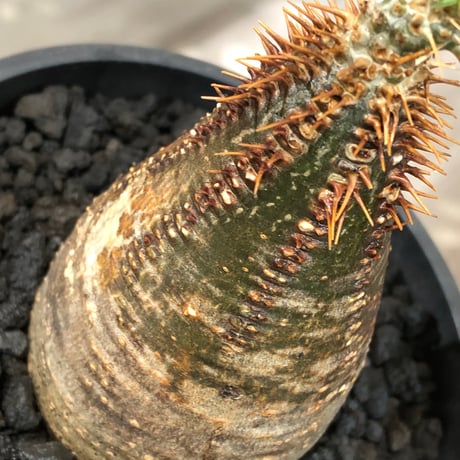 pachypodium gracilius《大きめS size》※現地球株発根済※味深くビンテージ感強き現地焼けに希少green肌を保つ樹形バランスも抜群な一株‼︎※black bowl pot植え