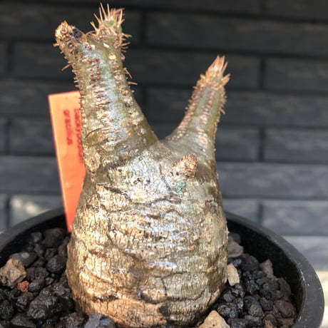 pachypodium  gracilius《S size》希少ニ頭枝美株※現地球発根済株※店主国内管理2年株※極balanceな樹形にニ頭枝なかわいいグラキ※mad black pot植え