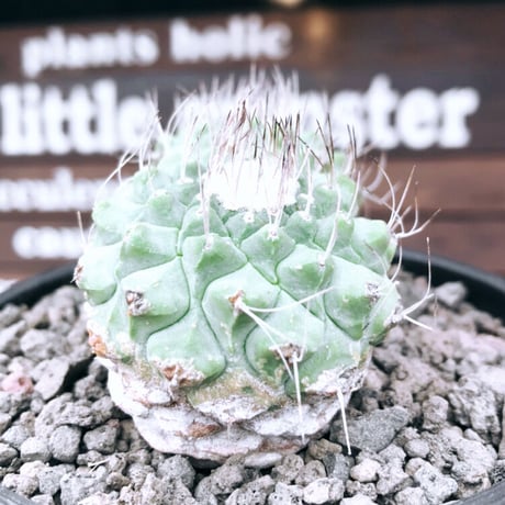 strombocactus 白棘菊水　w-he'd株《M size》激希少‼︎現地球発根後店主国内管理12年株※希少性&美しい樹形balanceな堪らない装い‼︎※mad black pot植え