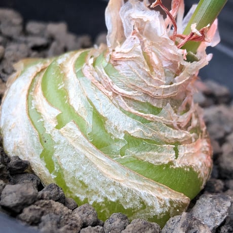 albuca spiralis cv.frizzle sizzle《L size》※littmon seed株※より強くカールが出る良きサイズなフリズルシズル‼︎※black bowl pot植え