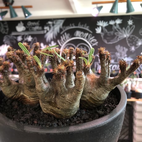 premium pachypodium gracilius 7he'd株※現地球発根済株※店主国内管理3年株※群生株と称しても過言でない程エグく‼︎渾身の一株※mad black bowl pot植え