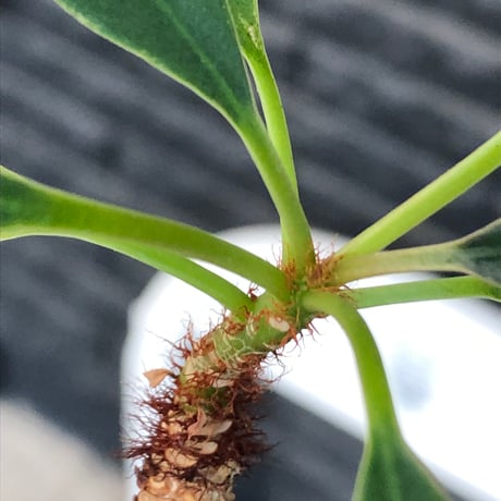 euphorbia ramena《M size》※現地球株発根済※ぽっこり丸み強き株元＆絶妙に捻くれた枝振りバランスが愛らしいラメナ※black bowl pot植え