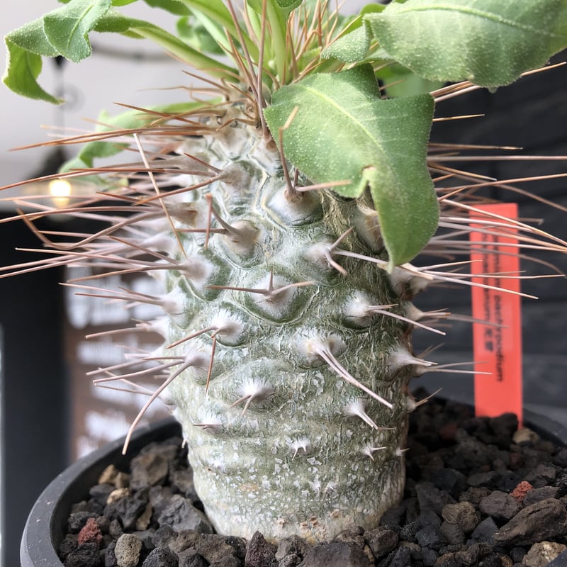 pachypodium namaquanum 光堂《大きめL size》littmon see pachypodium namaquanum 光堂《大きめL size》littmon see