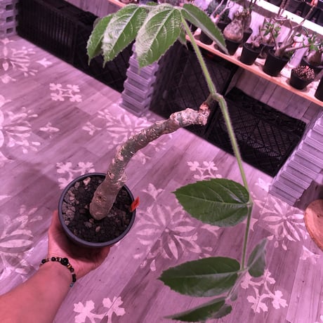 cyphostemma  bengal《L  size》※株元どっしり構えの流通なき激希少種‼︎balanceも良き綺麗な樹形&柔らかな葉※mad black pot植え