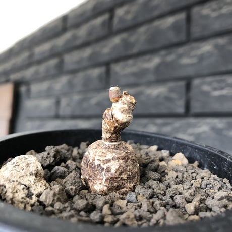 monadenium capitatum《M size 》希少種※現地球発根済※丸み強き株元に霜降り班模様が美しくもかわいい一株※mad black pot植え