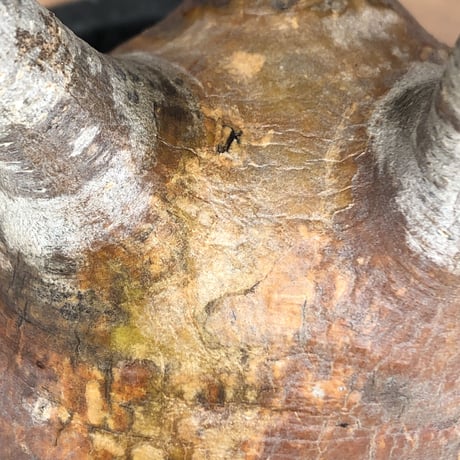 pachypodium  gracilius《小さめM size》赤肌※現地球発根済株※店主国内管理3年株※大変ぼってり樹形且つ極赤肌な一株‼︎※mad black pot植え