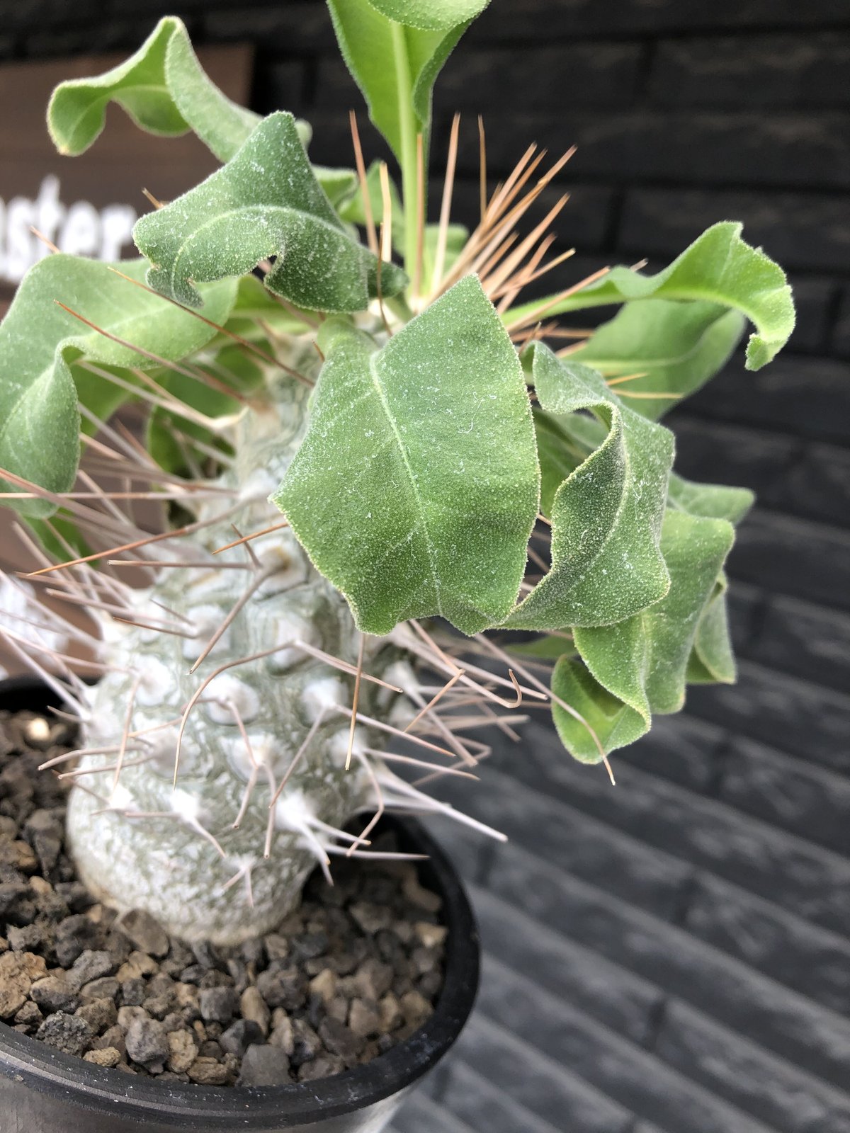 10粒パキポディウム・ナマクアナム 光堂の種子 南アフリカ産 パキポディウム ナマクアナム 