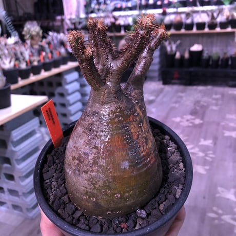 packypodium  gracilius《大きめM  size》※現地球発根済※渋い現地焼けとぼってり樹形のトトログラキ‼︎短枝枝数多く良きbalance株‼︎※mad black pot植え