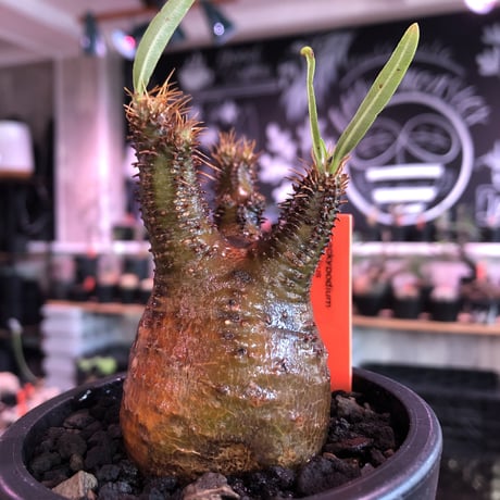 pachypodium  gracilius《S size》極赤肌 &現地焼け株※現地球発根済株※店主国内管理2年株※小振りでも大変赤み強きかっこいい一株‼︎※mad black pot植え