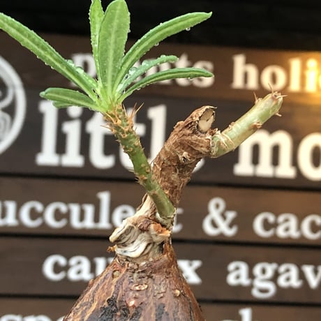 pachypodium succulentum 《M size》※現地球株発根済※サキュレンタムらしからぬ濃いめの肌に整った丸み強き良樹形が堪らない‼︎※mad black pot植え