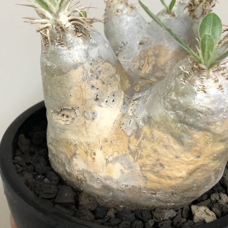 pachypodium  eburneum《L size》※現地球株発根済※エブレらしい樹形に極美しい白肌が魅力的な一株※mad black bowl pot植え