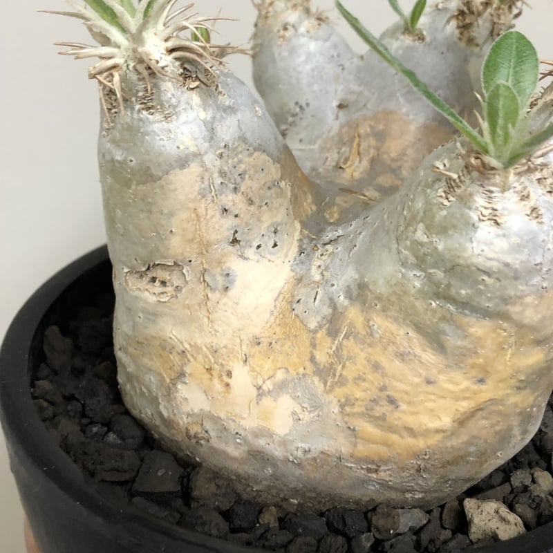 pachypodium eburneum《L size》※現地球株発根済※エブレらしい樹 pachypodium eburneum《L size》※現地球株発根済※エブレらしい樹