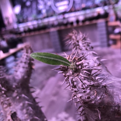 packypodium  horombense《L size》店主国内管理7年株※現地球発根済株‼︎ ※極太株元にカフェオレcolorのバランス良き美株‼︎※mad black bowl pot植え