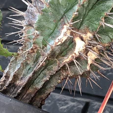 euphorbia horrida《大きめM size》子吹き株※現地球発根後店主国内管理6年株※子吹きも多くワイルドな木質化した出立ち※mad black pot植え