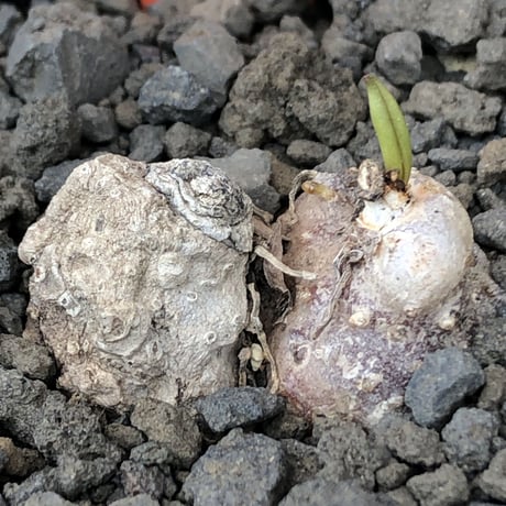 eriospermum cooperi《L size》驚愕‼︎冬型激希少年代物※現地球発根後店主国内管理8年株※年代物&立体塊根＆極美しい大きな葉も魅力な一株※mad black pot植え