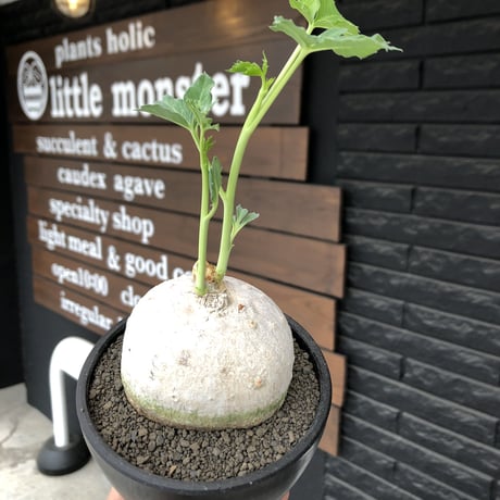 jatropha berlandieri《大きめ M size》※現地球発根後店主国内管理4年株※球体樹形に極美しい白肌と葉とのcontrastが堪らない※mad black bowl pot植え