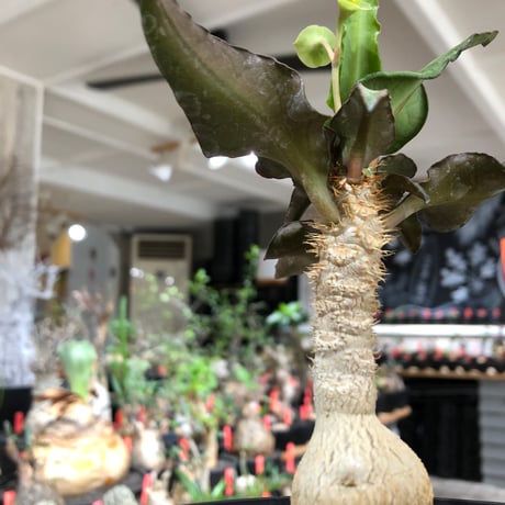 euphorbia francoisii《大きめS size》※現地球株発根済※稀なほど美しい白さと愛らし過ぎるまん丸ボディーが堪らない‼︎花付きも良き一株※black bowl pot植え