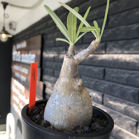 pachypodium gracilius《大きめS size》※現地球発根後店主国内管理2年株※霜降り柄のぼってり株元なバランス良き選抜株※mad black pot植え