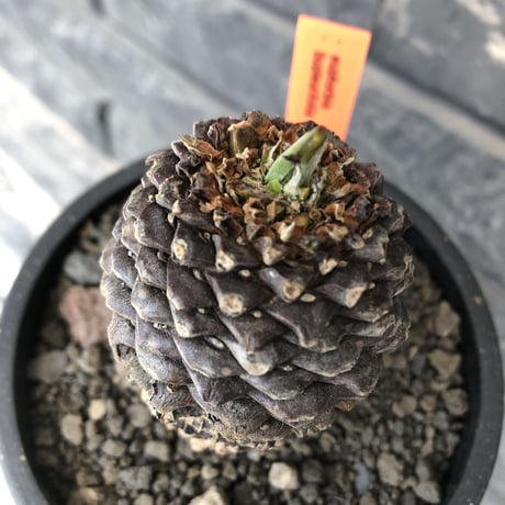 euphorbia bupleurifolia《小さめL size 》※現地球発根後店主国内管理5年株※可愛さカッコよさの二面性＆下部木質化の味深き一株※mad black pot植え