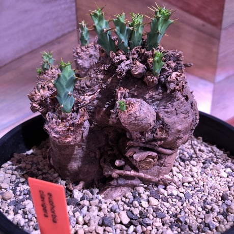 euphorbia    clavigera《激希少》M size