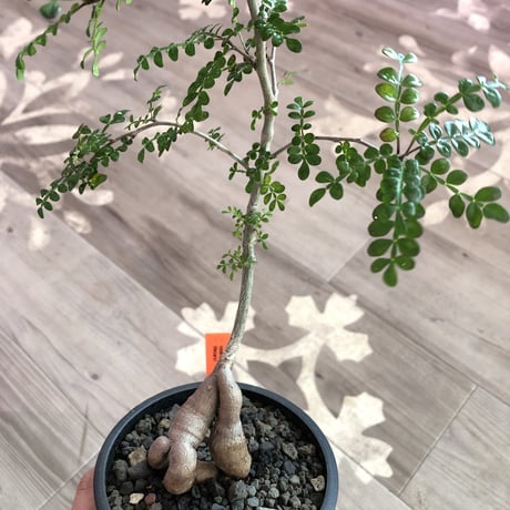 opercullicarya   decaryi  littmon  seed🌱  《4年株》mad  black  pot植え （限定3株）