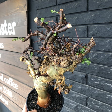 commiphora eminii《LL size》※現地球発根後店主国内管理6年株※極太幹を持つ激wildな出立ちが堪らない‼︎※mad black tall pot植え